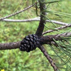 Pušis kalninė (Pinus mugo)  - formuota