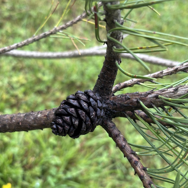 Pušis kalninė (Pinus mugo)  - formuota