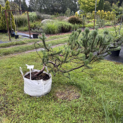 Pušis kalninė (Pinus mugo)  - formuota