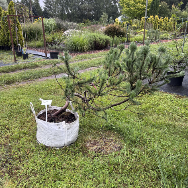 Pušis kalninė (Pinus mugo)  - formuota