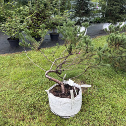 Pušis kalninė (Pinus mugo)  - formuota