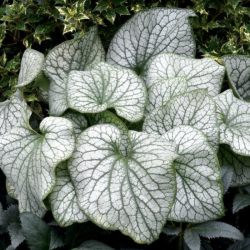 Brunera (Brunnera macrophylla) 'Alexander's Great'