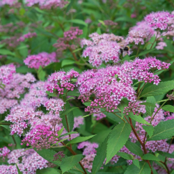 Lanksva japoninė (Spiraea japonica) 'Anthony Waterer'