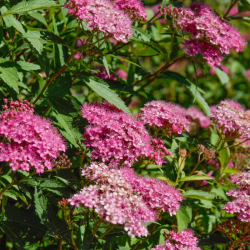 Lanksva japoninė (Spiraea japonica) 'Anthony Waterer'