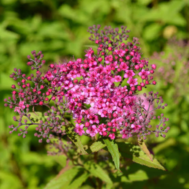 Lanksva japoninė (Spiraea japonica) 'Anthony Waterer'