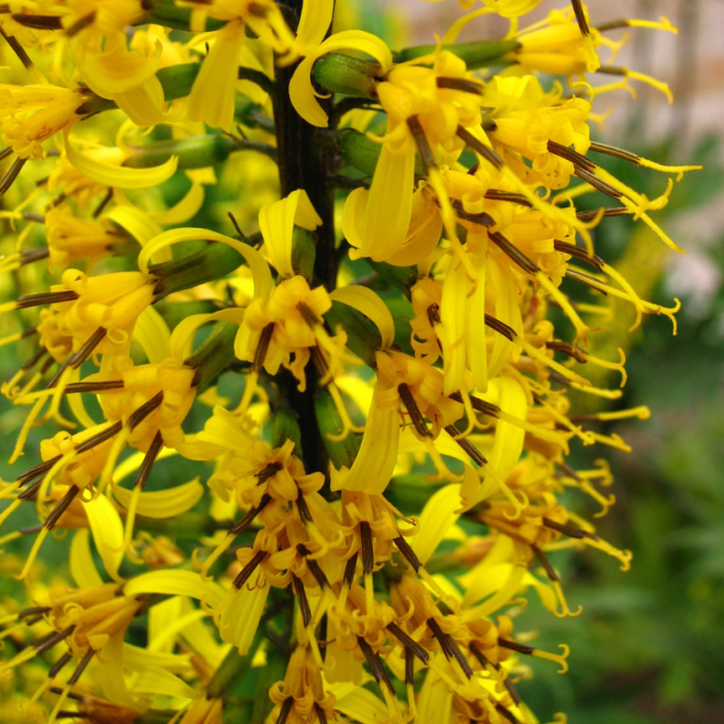 Gaurė pševalskio (Ligularia Przewalskii) geltonos žvakės