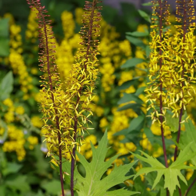 Gaurė pševalskio (Ligularia Przewalskii) geltonos žvakės