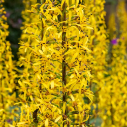 Gaurė pševalskio (Ligularia Przewalskii) geltonos žvakės