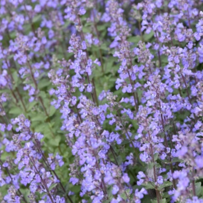 Katžolė faseno (Nepeta x faassenii) 'Purrsian Blue' žiedai mėlyni žydi ilgai