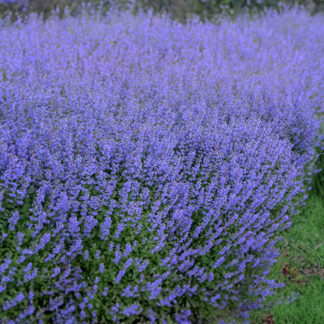 Katžolė faseno (Nepeta x faassenii) 'Purrsian Blue' žiedai mėlyni žydi ilgai