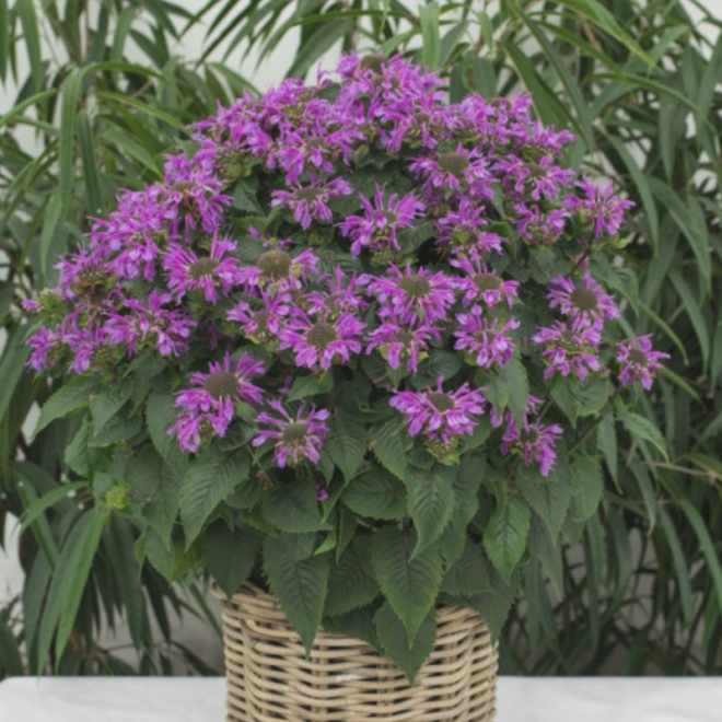 Monarda (Monarda ) 'Bee Pretty'