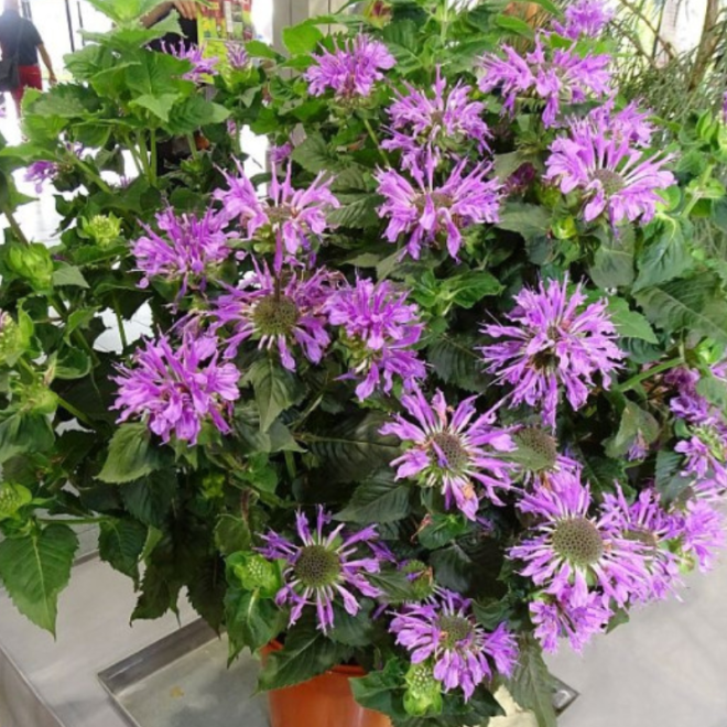Monarda (Monarda ) 'Bee Pretty'