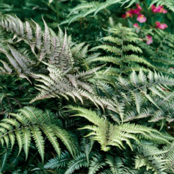 Papartis (Athyrum niponicum) 'Metalicum'