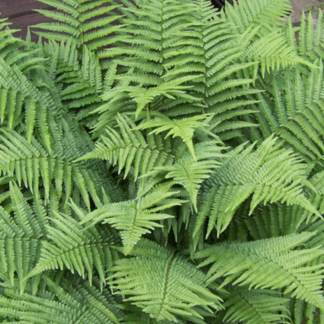 Papartis kelminis (Dryopteris filix-mas)