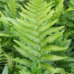 Papartis kelminis (Dryopteris filix-mas)