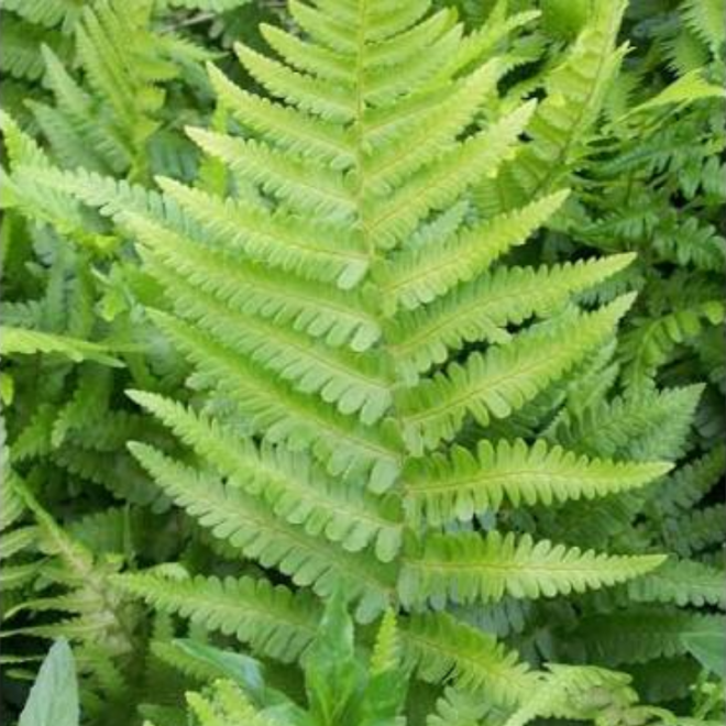 Papartis kelminis (Dryopteris filix-mas)