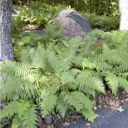Papartis kelminis (Dryopteris filix-mas)