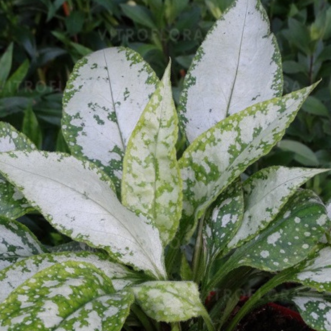 Plautė (Pulmonaria x hybrida) 'Silver Bouquet'