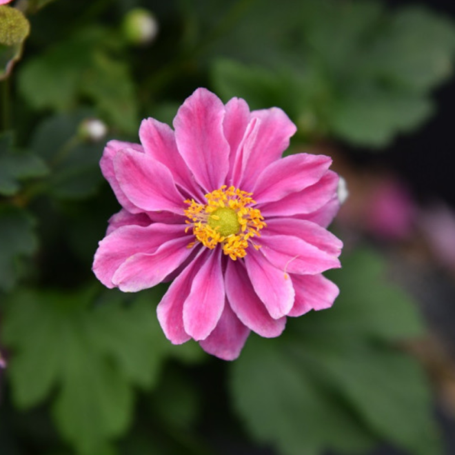 Plukė hibridinė (Anemone x hybrida) 'Little Breeze Sweet'