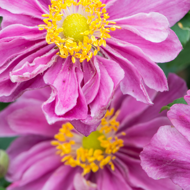 Plukė hibridinė (Anemone x hybrida) 'Little Breeze Sweet'