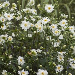 Plukė hibridinė (Anemone x hybrida) 'Whirlwind'