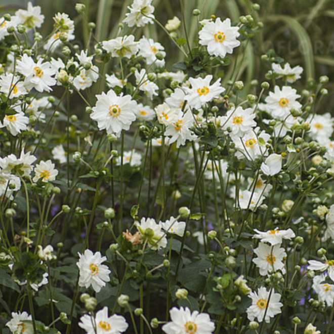 Plukė hibridinė (Anemone x hybrida) 'Whirlwind'