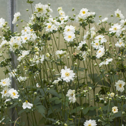 Plukė hibridinė (Anemone x hybrida) 'Whirlwind'