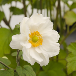 Plukė hibridinė (Anemone x hybrida) 'Whirlwind'