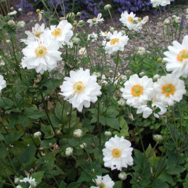 Plukė hibridinė (Anemone x hybrida) 'Whirlwind'
