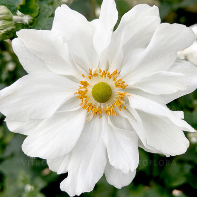 Plukė hibridinė (Anemone x hybrida) 'Whirlwind'