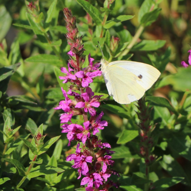 Raudoklė paprastoji (Lythrum salicaria)  'Robin'
