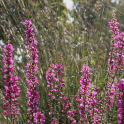 Raudoklė paprastoji (Lythrum salicaria)  'Robin'