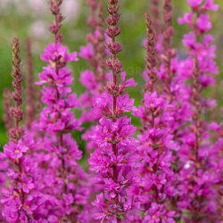 Raudoklė paprastoji (Lythrum salicaria)  'Robin'