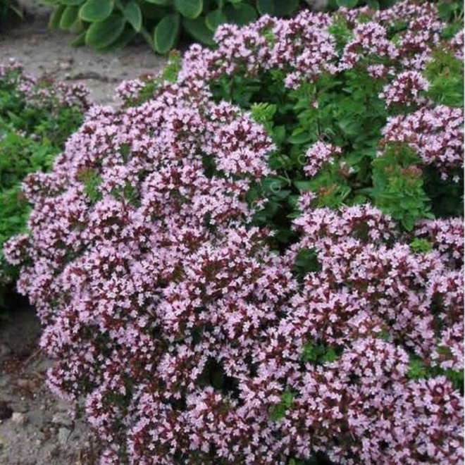 Raudonėlis (Origanum vulgare) kvepia arbatai