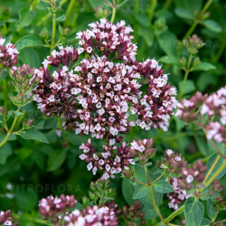Raudonėlis (Origanum vulgare) kvepia arbatai