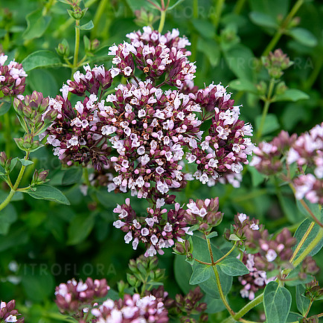 Raudonėlis (Origanum vulgare) kvepia arbatai