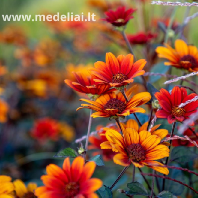 Saulakis šiurkštusis (Heliopsis helianthoides) ‘Fire Twister daugiametė gelė bordo lapai ilgai žydi.