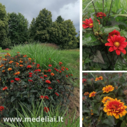 Saulakis šiurkštusis (Heliopsis helianthoides) ‘Fire Twister daugiametė gelė bordo lapai ilgai žydi.