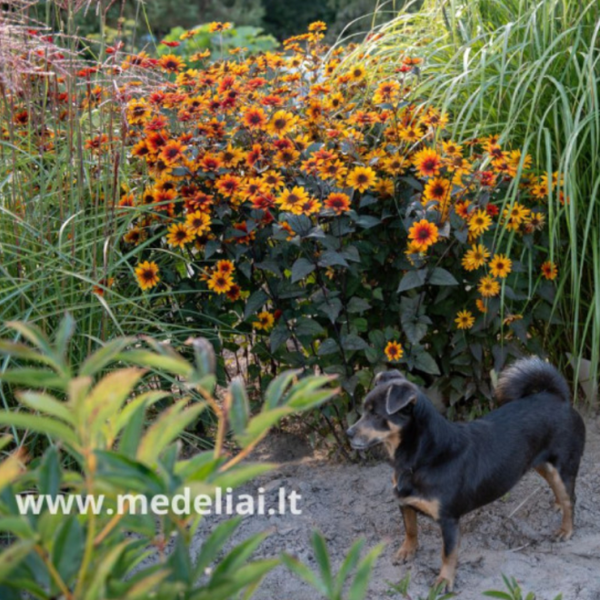 Saulakis šiurkštusis (Heliopsis helianthoides) ‘Fire Twister daugiametė gelė bordo lapai ilgai žydi.