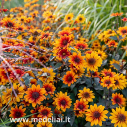 Saulakis šiurkštusis (Heliopsis helianthoides) ‘Fire Twister daugiametė gelė bordo lapai ilgai žydi.