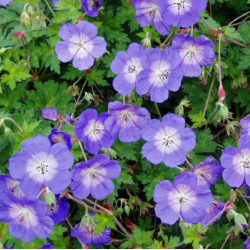Snaputis  (Geranium x hybridum) 'Rozanne' nereiklus atsparus mėlyni žiedai su balta akute