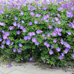 Snaputis  (Geranium x hybridum) 'Rozanne' nereiklus atsparus mėlyni žiedai su balta akute