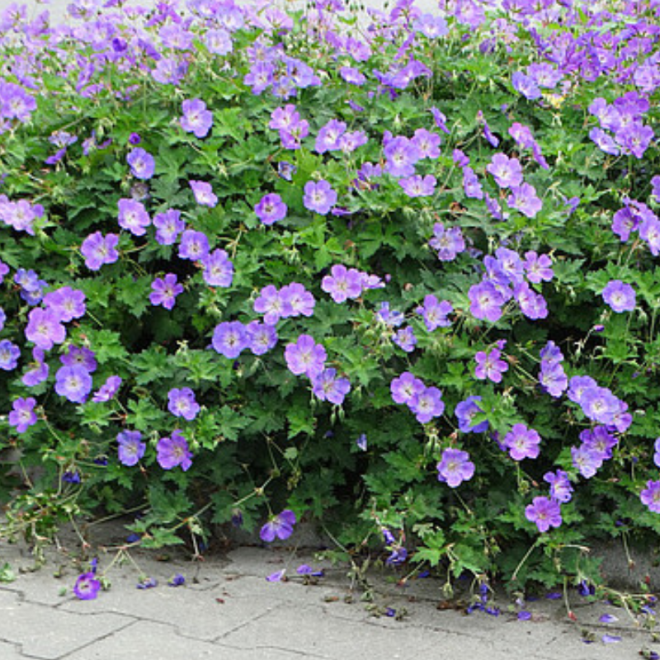 Snaputis  (Geranium x hybridum) 'Rozanne' nereiklus atsparus mėlyni žiedai su balta akute