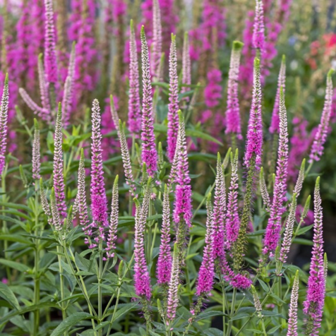 Veronika varpotoji (Veronica spicata) 'Anne' rausvi žiedai krūmas apvadams bordiūrams vazonams