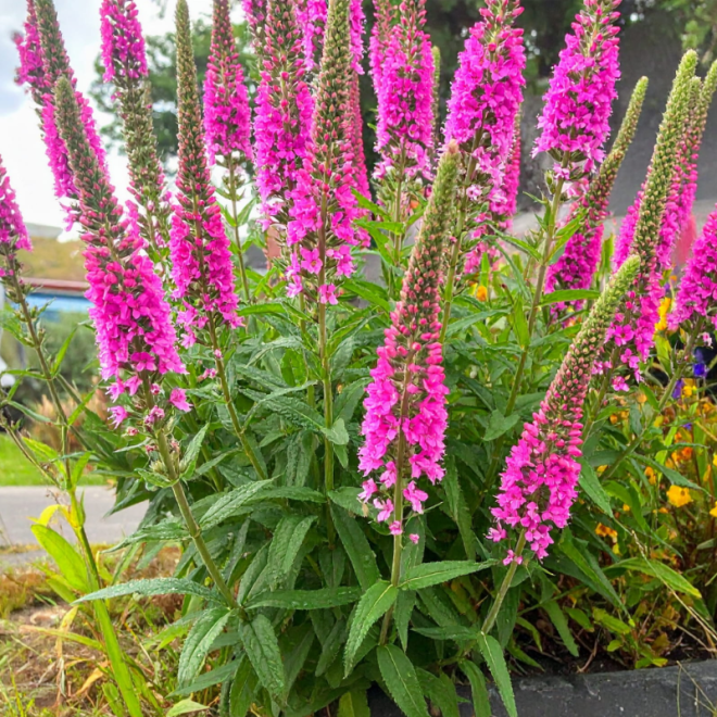 Veronika varpotoji (Veronica spicata) 'Anne' rausvi žiedai krūmas apvadams bordiūrams vazonams