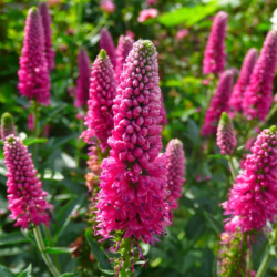 Veronika (Veronica spicata) 'First Lowe'