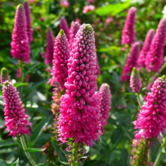 Veronika (Veronica spicata) 'First Lowe'
