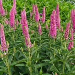 Veronika (Veronica spicata) 'First Lowe'