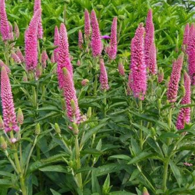 Veronika (Veronica spicata) 'First Lowe'