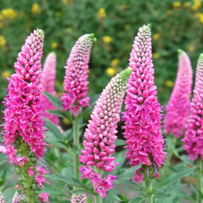 Veronika (Veronica spicata) 'First Lowe'